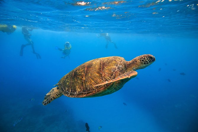 Regional departures available! Bucket List! Swim with Turtles in Hawaii!