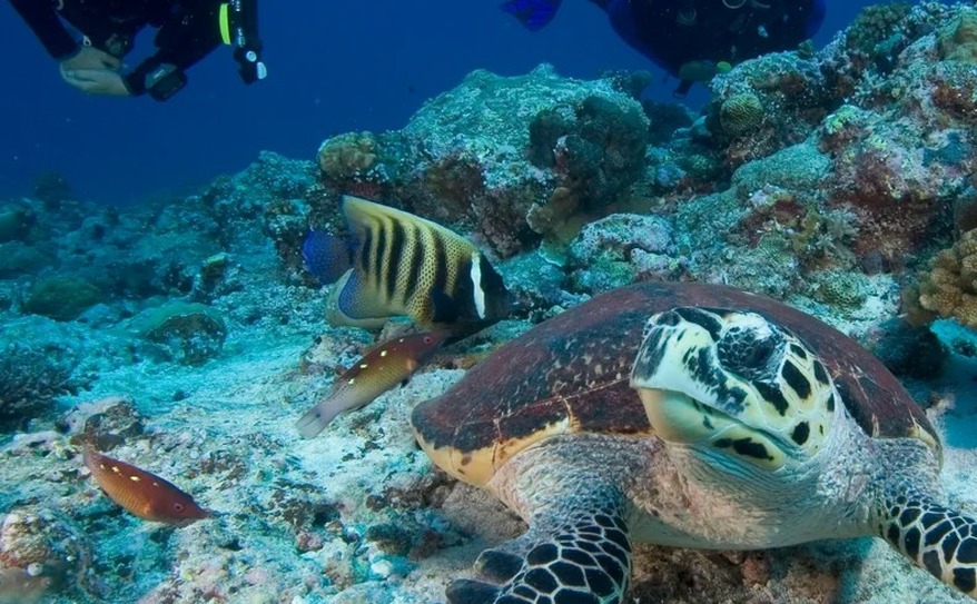 Main Image