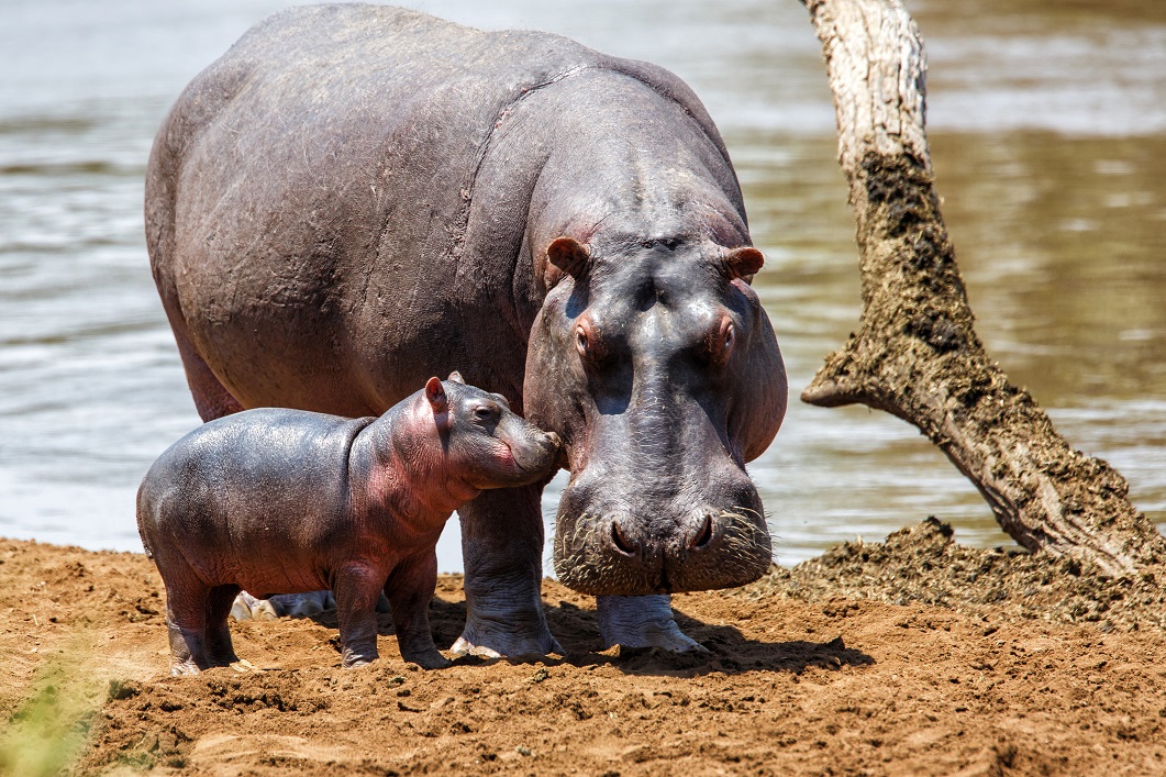 Enjoy a 7 nights Kenya Classic safari this November!