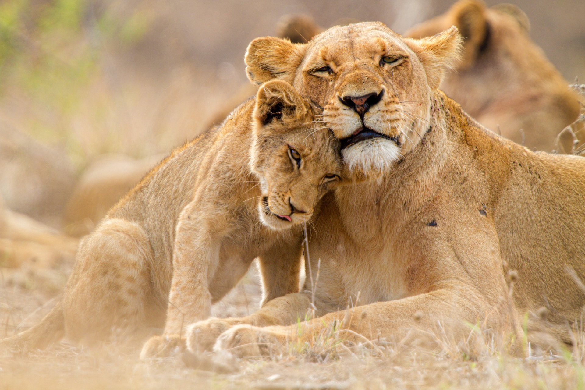 9 nights - Cape Town & Kruger Luxury Safari Escape