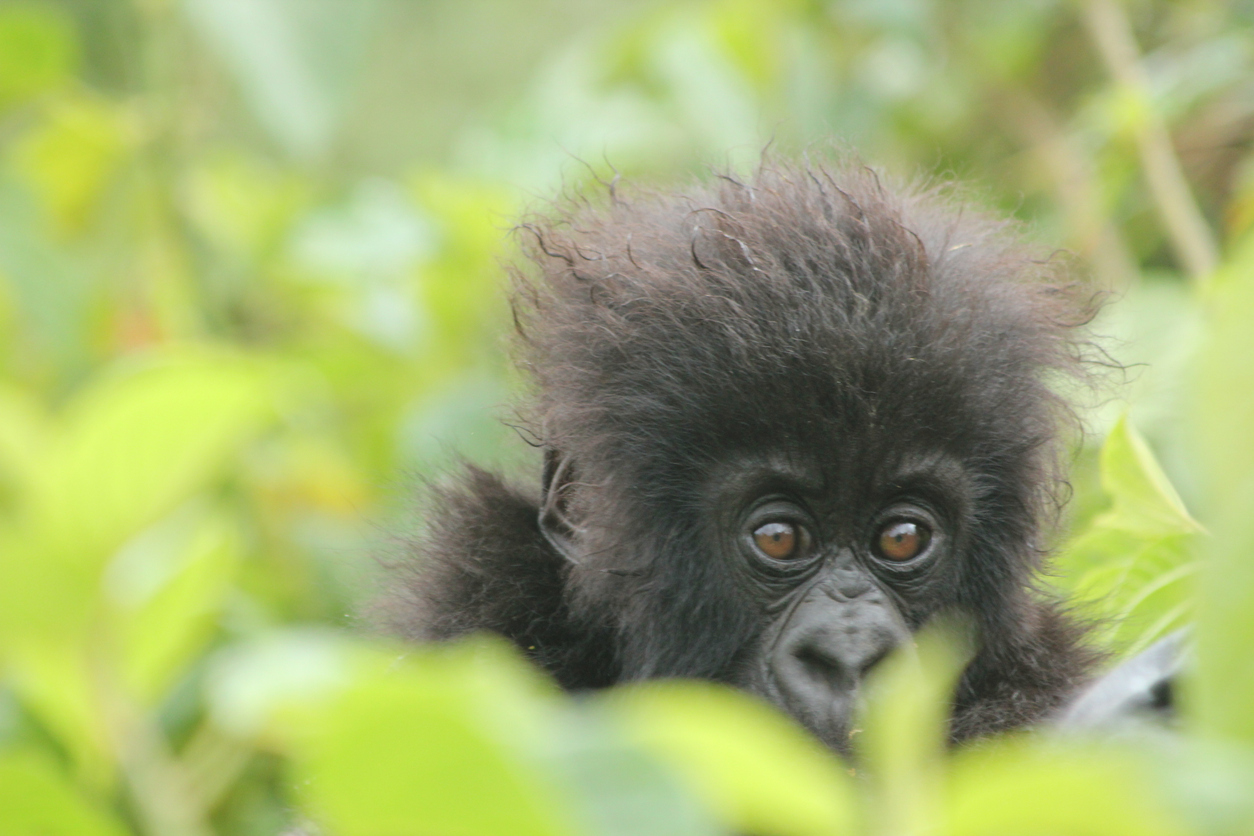 4 day Uganda with Gorilla Trekking and 7 day Kenya Safari!