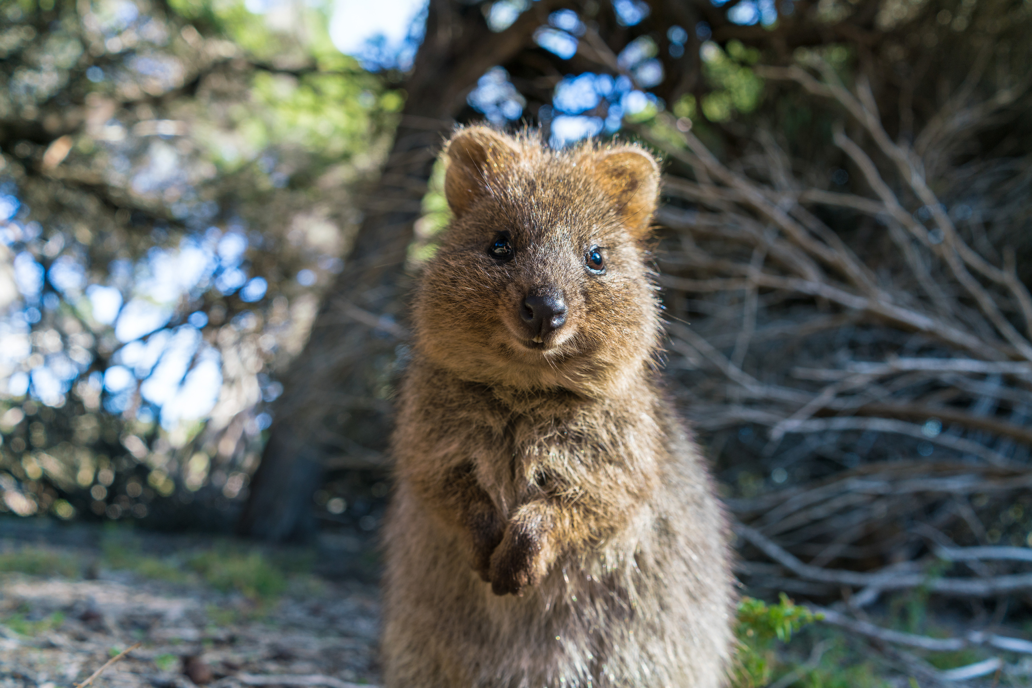 Meet Australia's Native Quokkas!