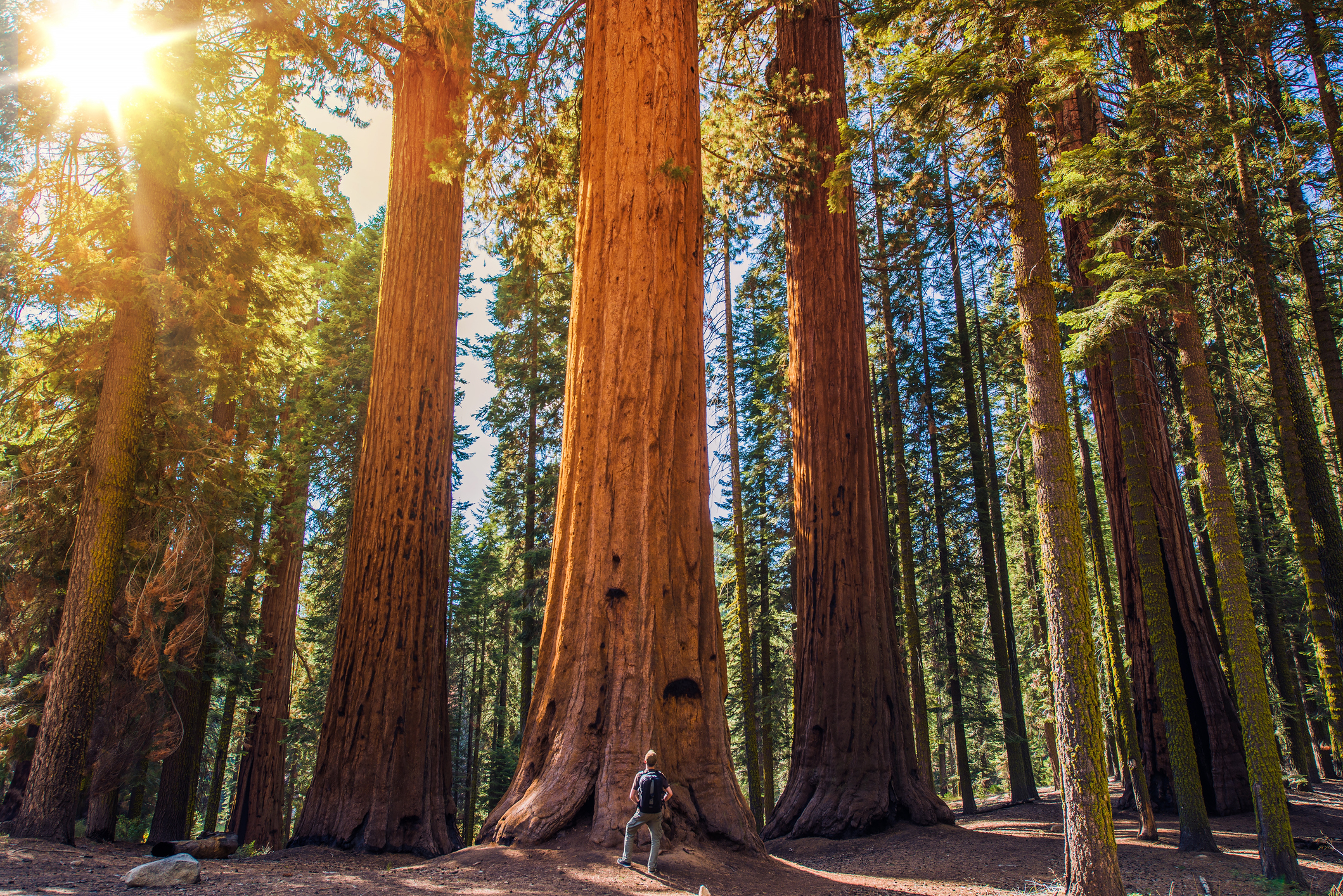 Can't see the woods for the trees? Head to California's National Parks!