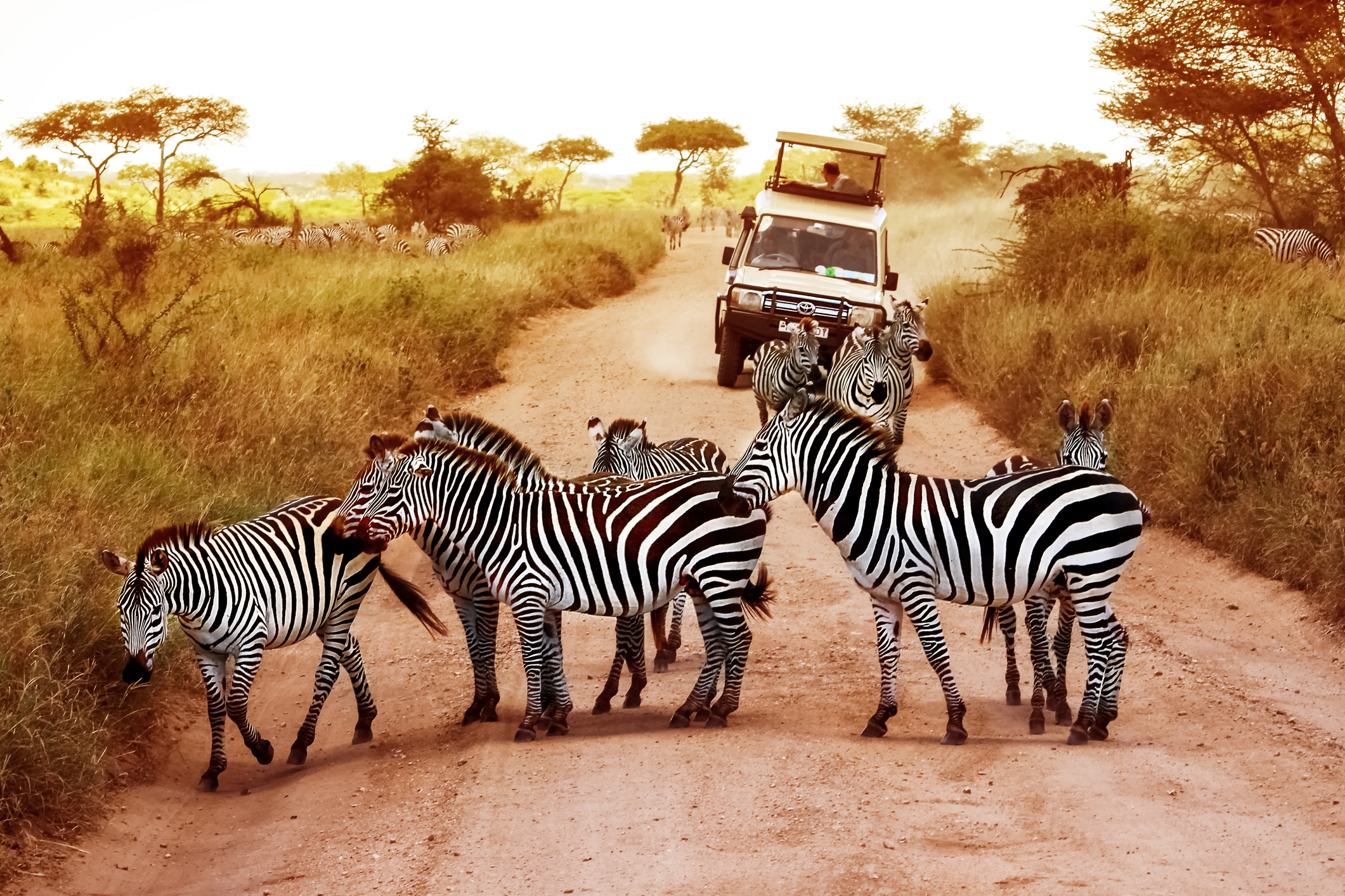 7 night Tanzania Simba Safari and Doha beach!