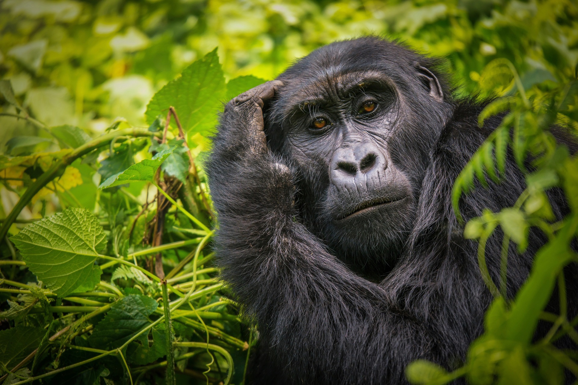 9 day Primate Safari with Gorilla Trekking in Uganda!