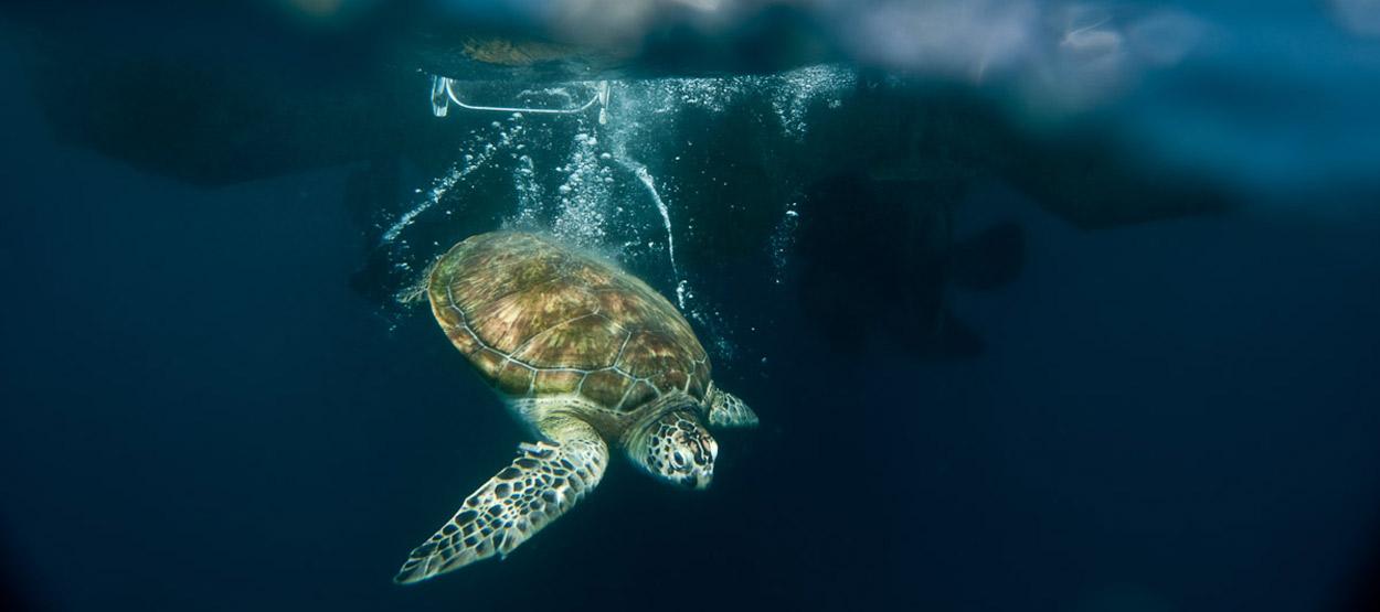 Turtle Rehabilitation in Jumeirah