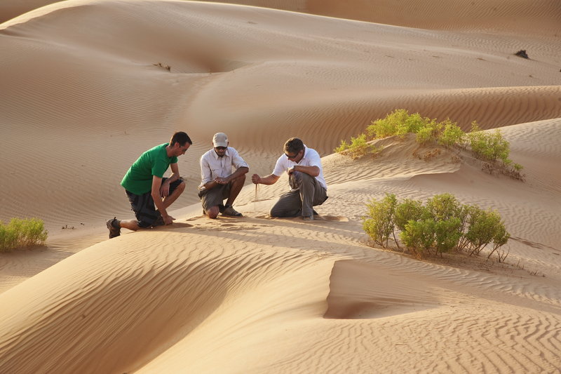 Desert Walk