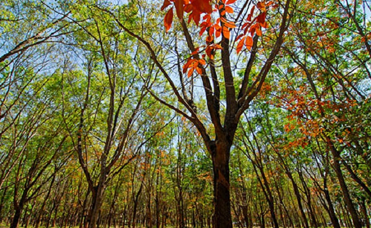 Natural Rubber Tapping