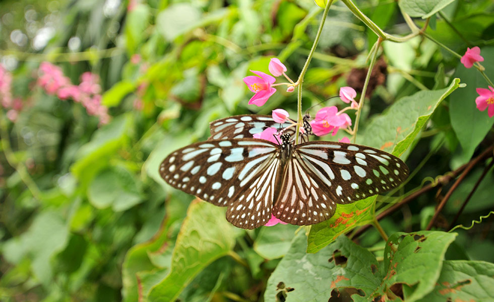 Butterfly Garden