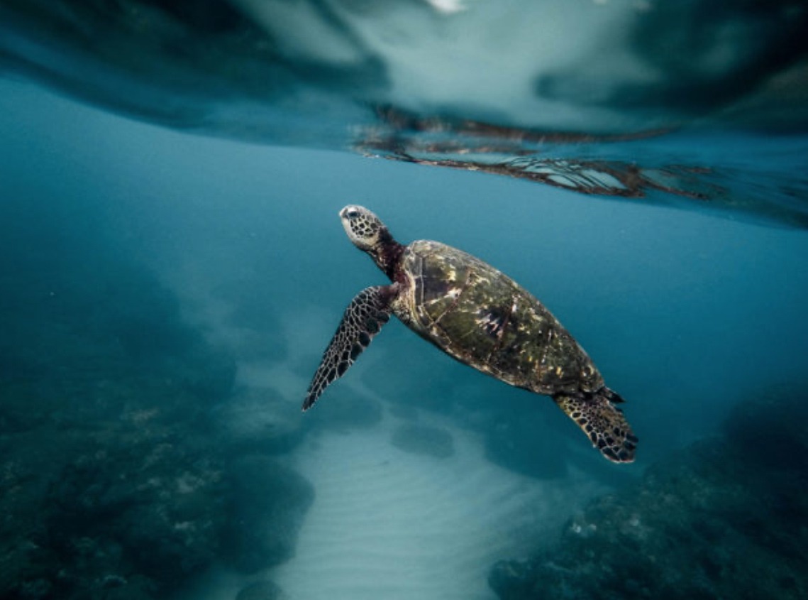 Sea Turtle Watching