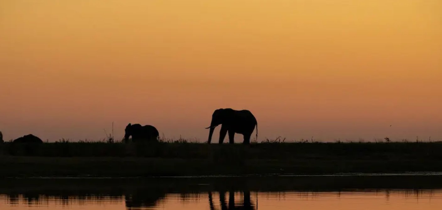 Elephants at dusk