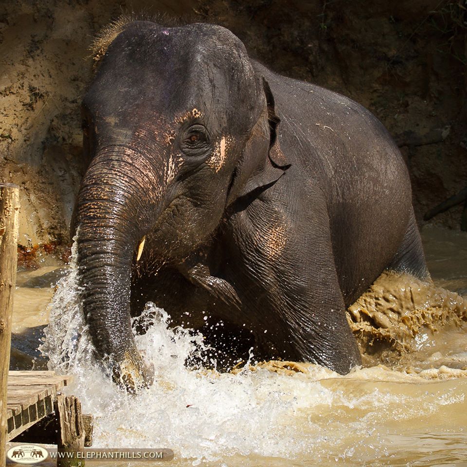 Elephants