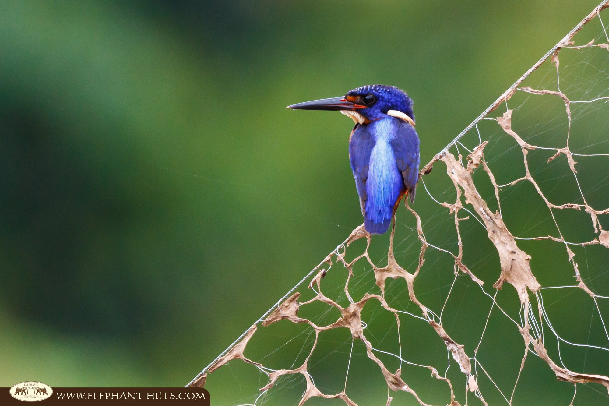 Bird Watching