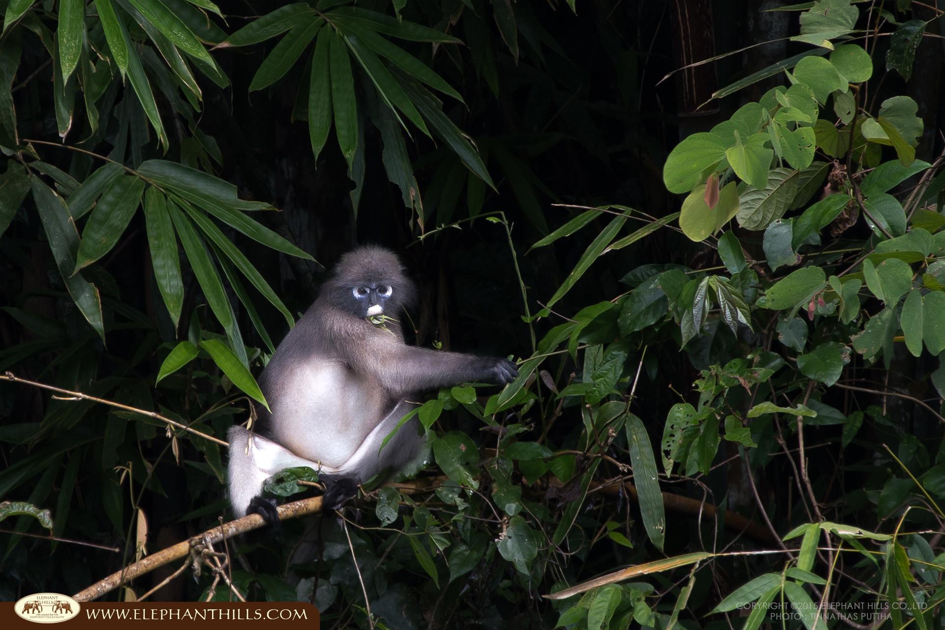 monkey