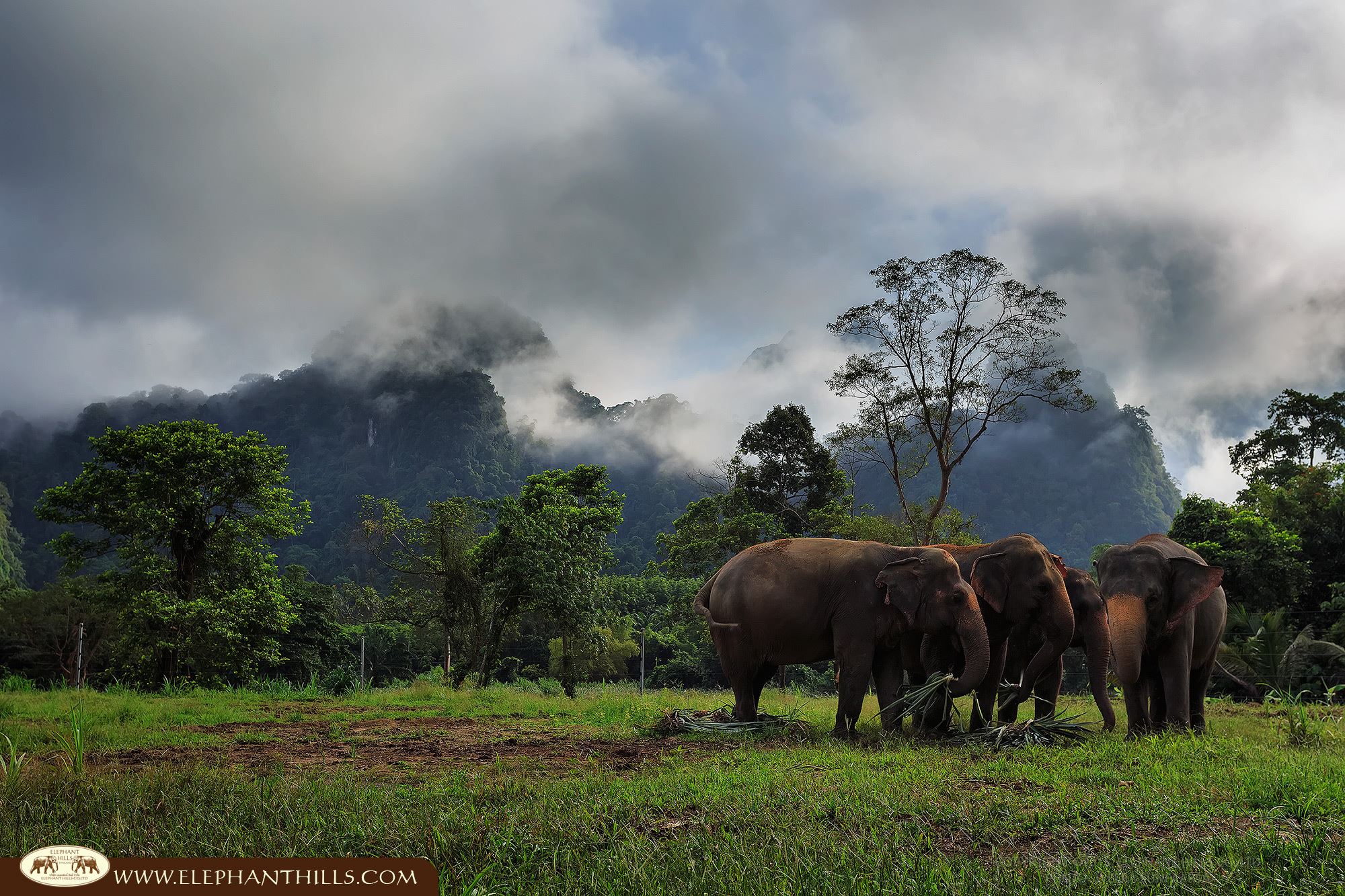 Elephants