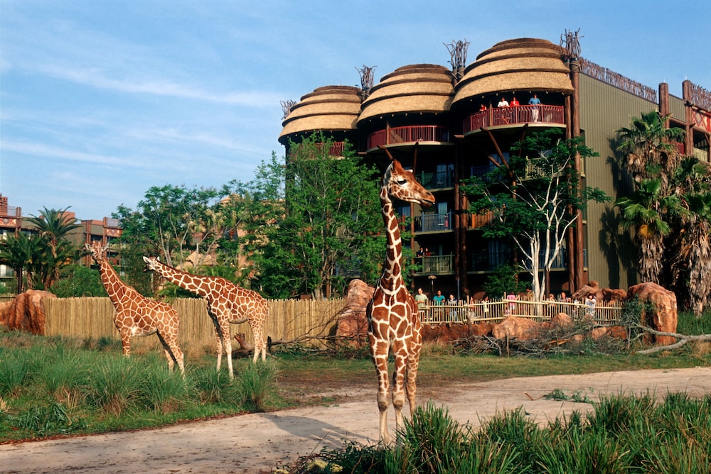 Safari