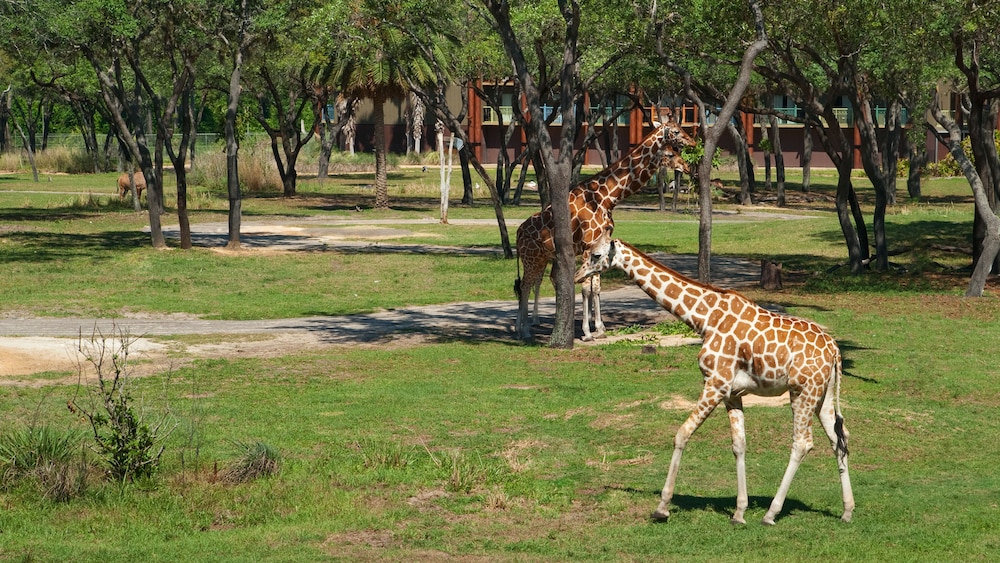 Safari