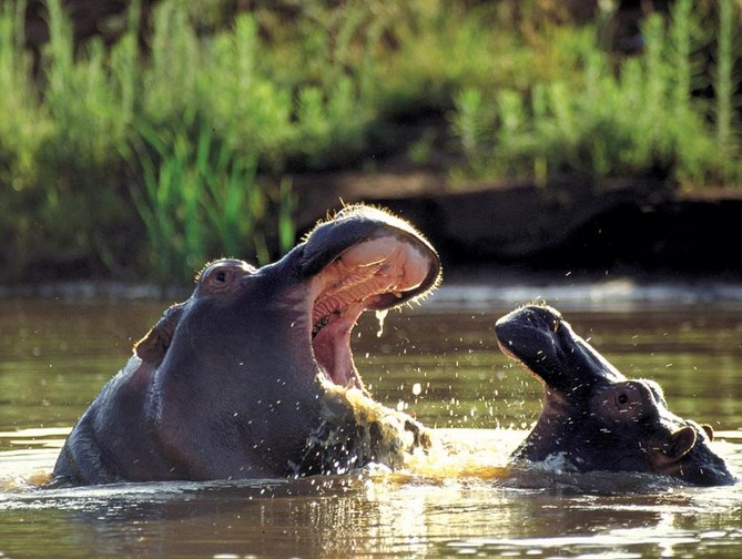 Hippos