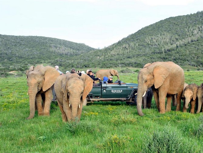 Kariega safari