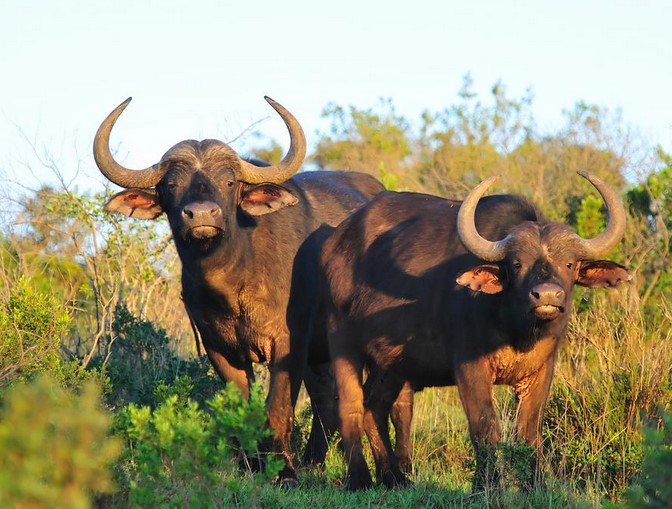 Water buffalo