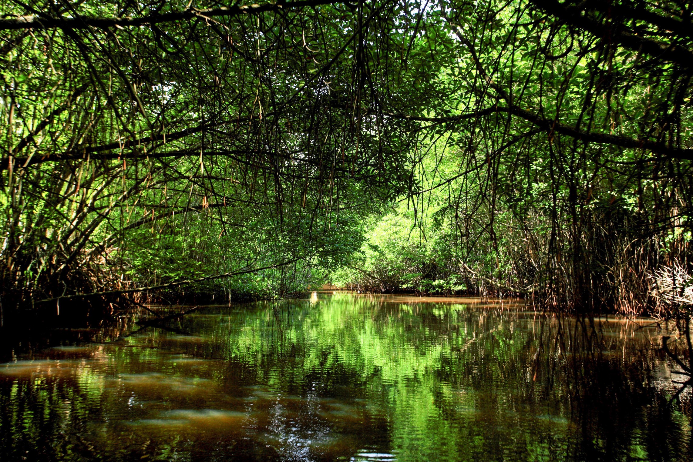 Bentota River and Mangrove