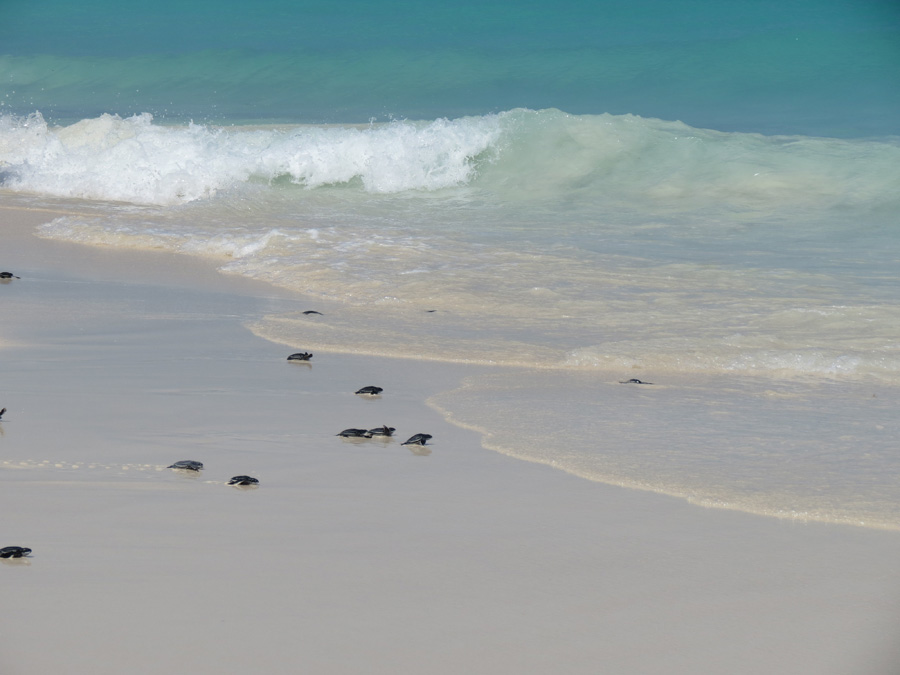 Leatherback Turtle hatchlings