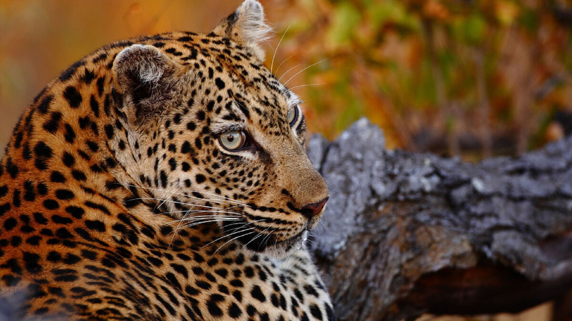 safari 1