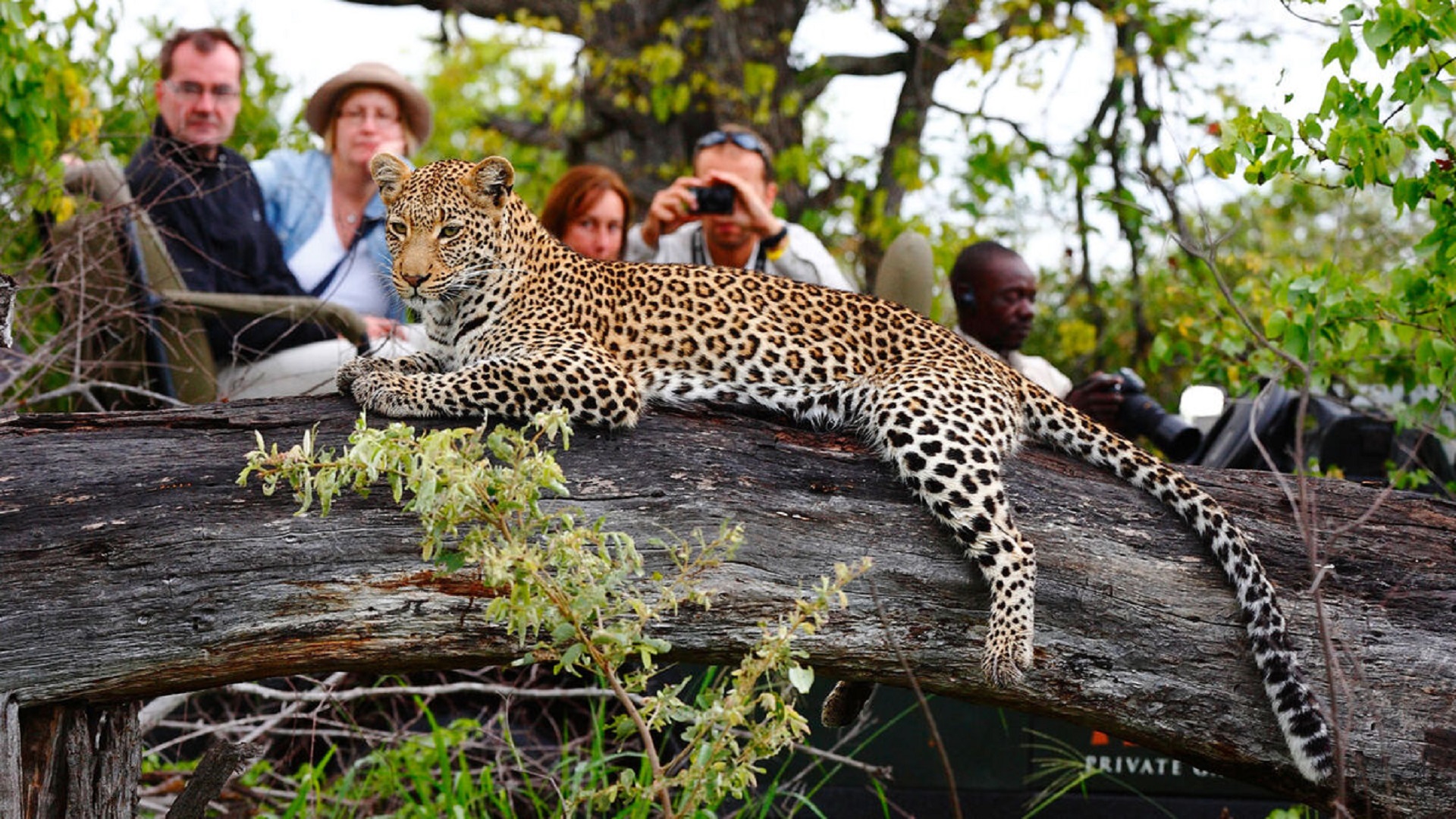 safari 3