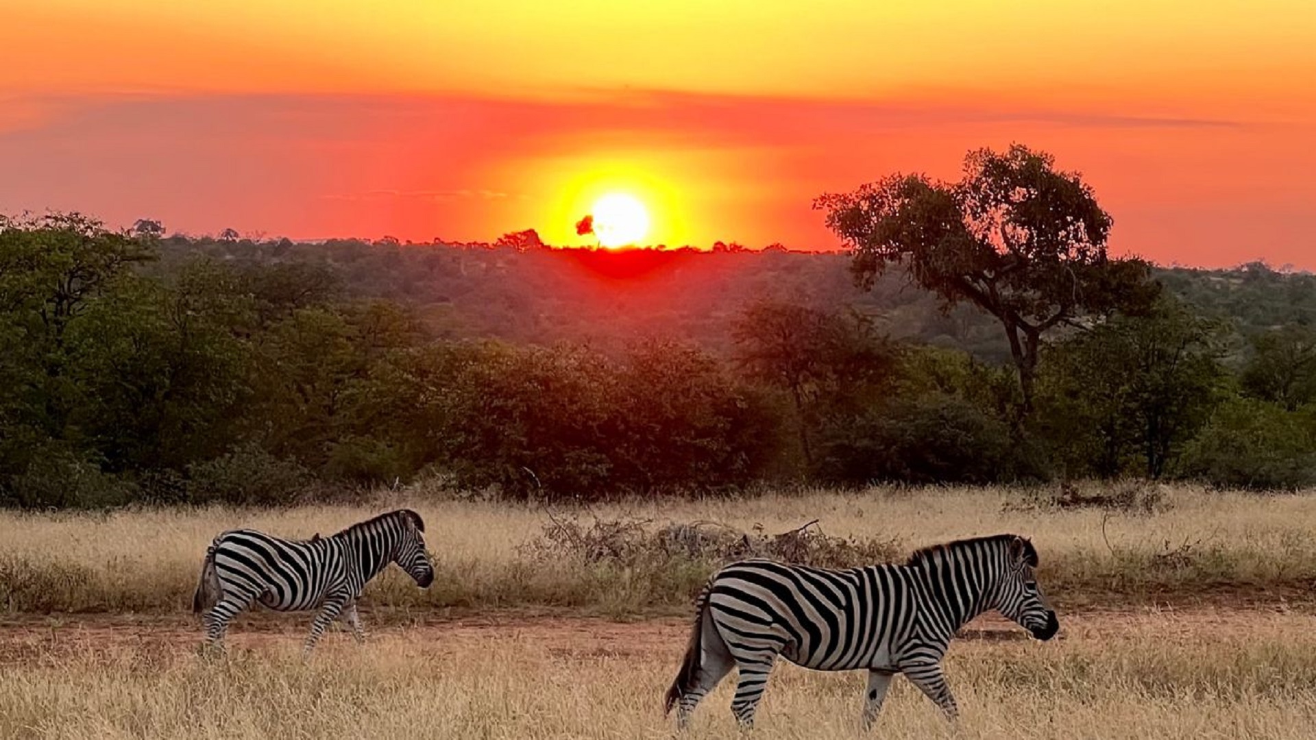safari 1