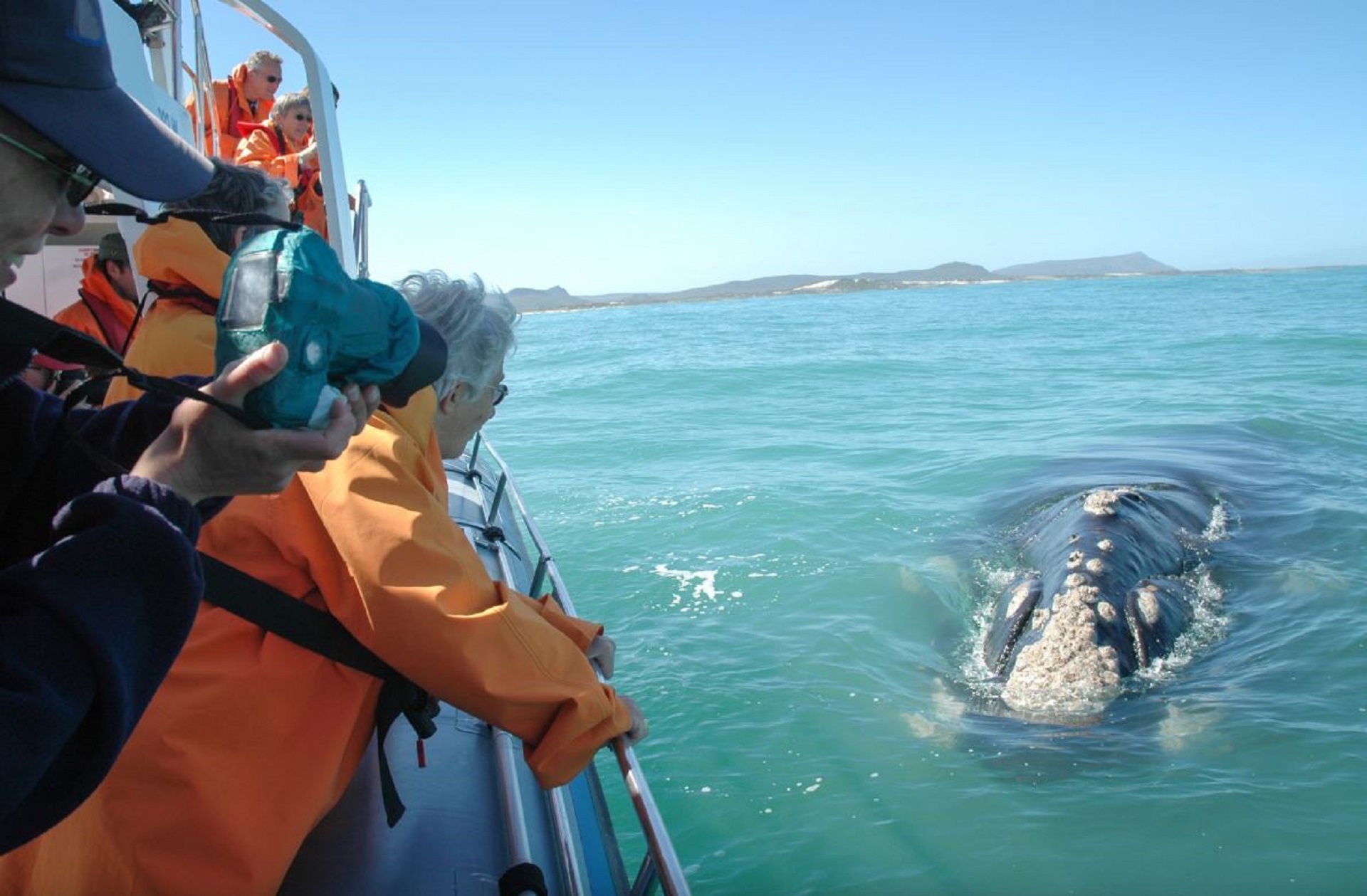 whales
