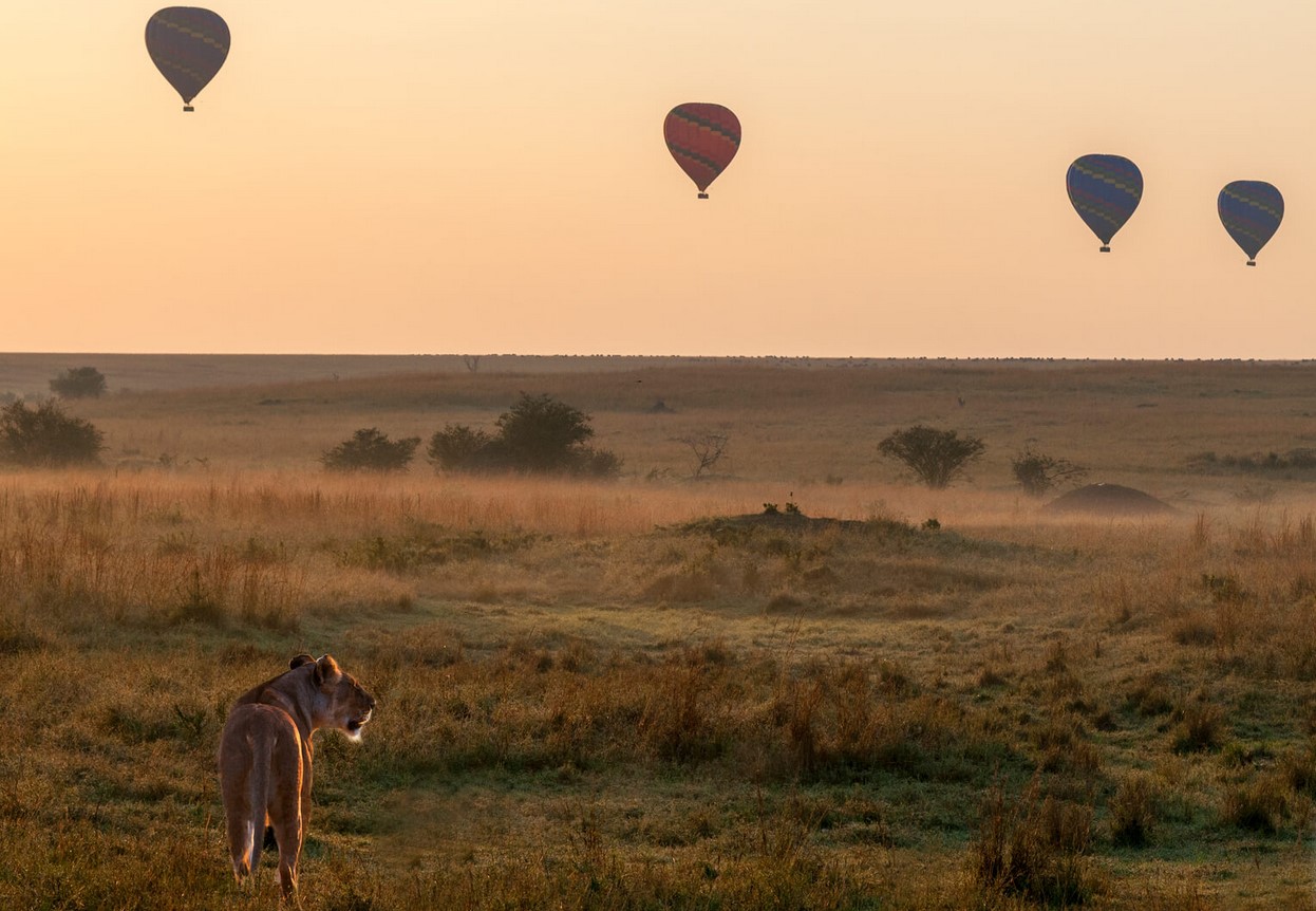 Hot Air Balloons