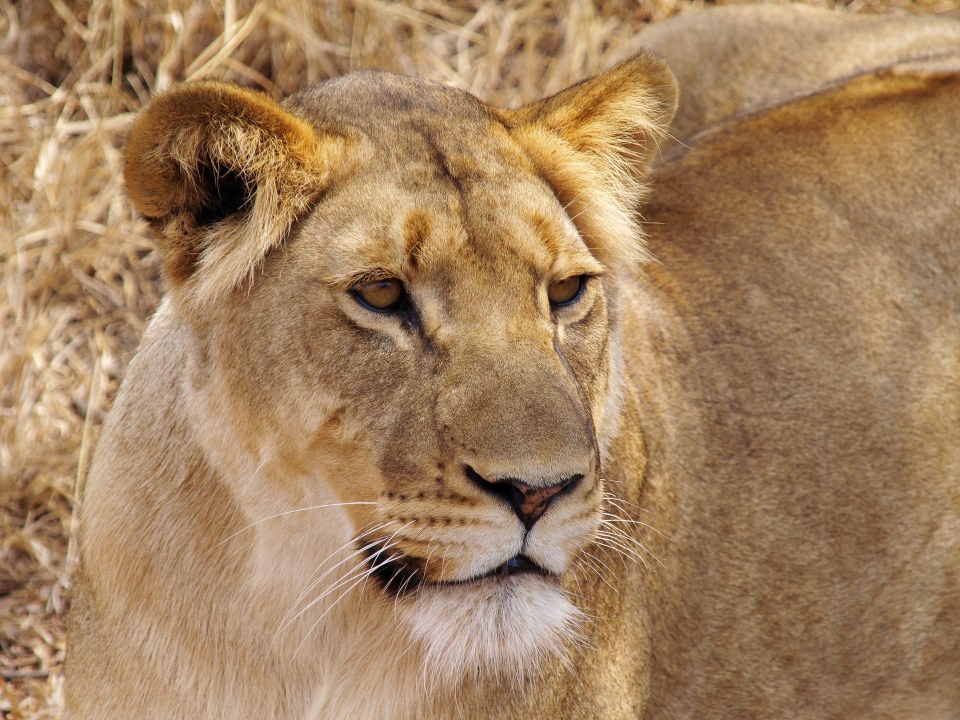 Lion in the Reserve