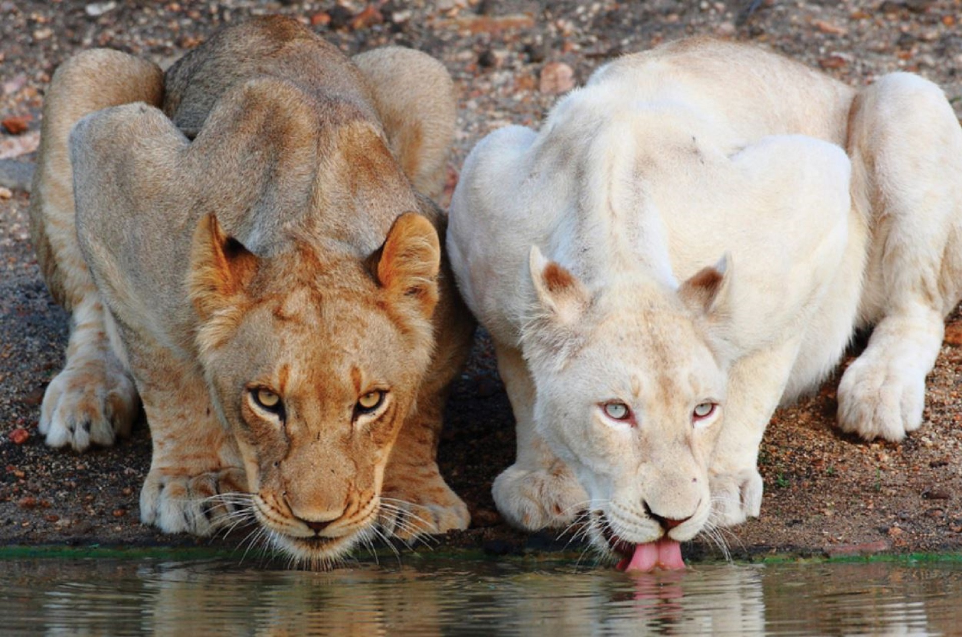 safari 1